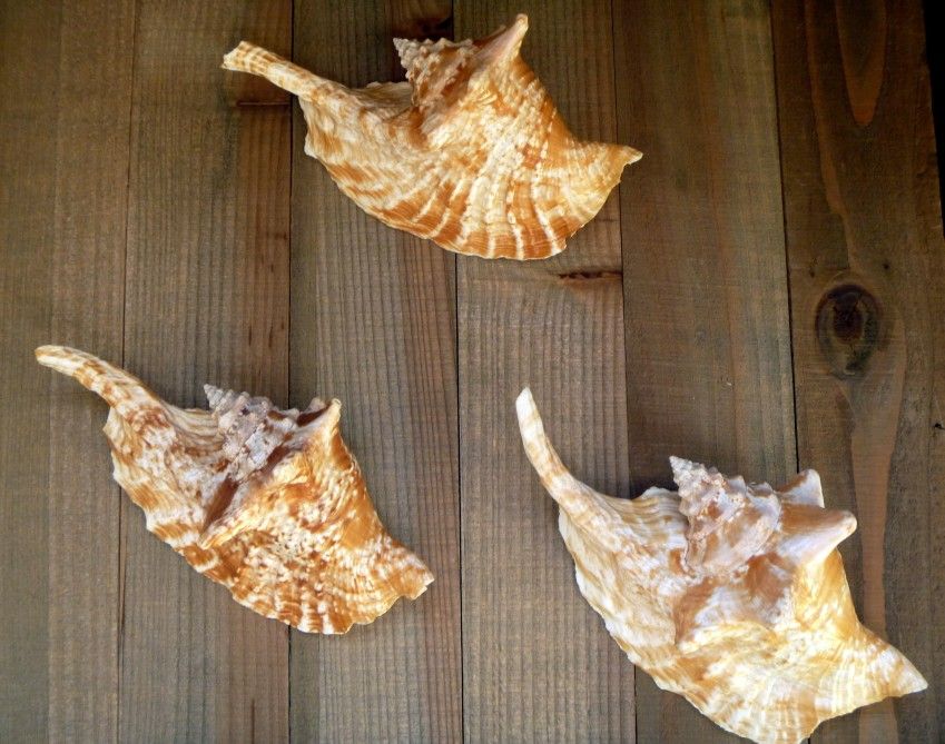 Rooster conch 6" strombus gallus roostertail shells seashells unique exotic decor