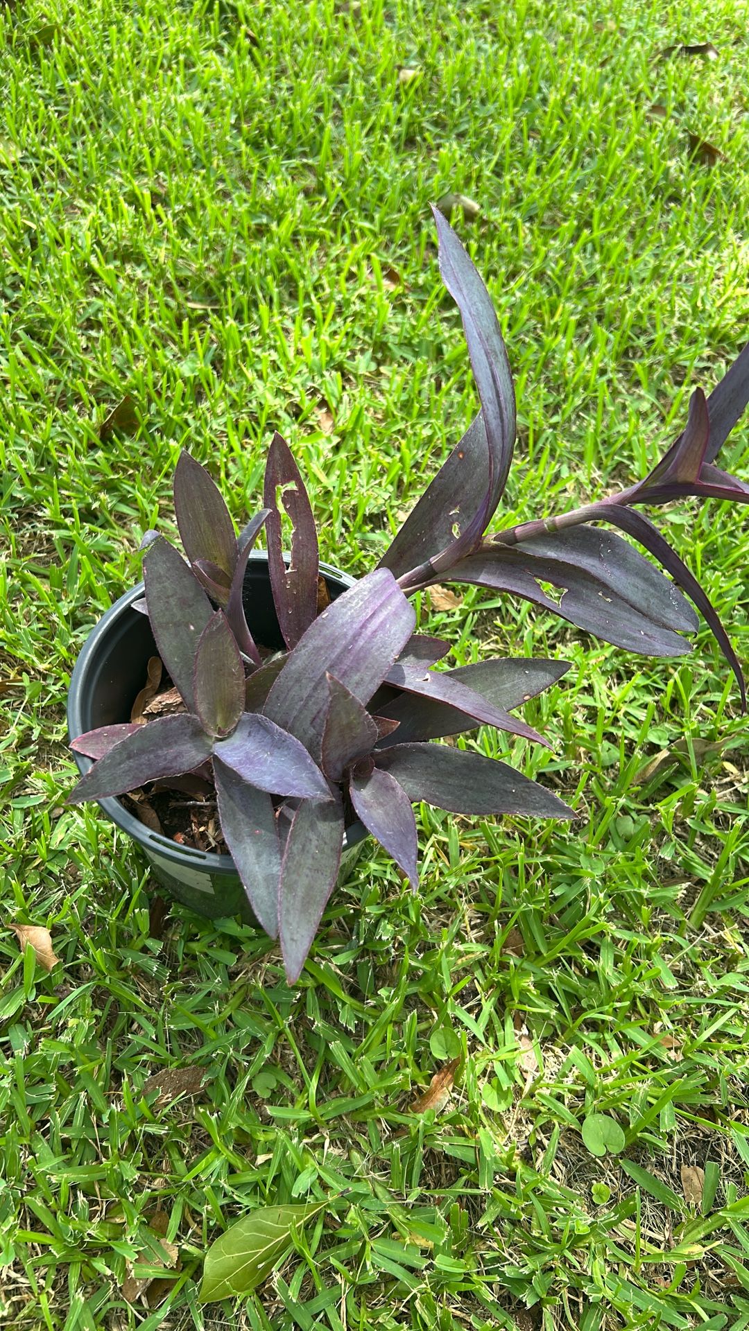 Plants 