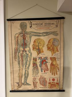 Vintage Anatomy Poster