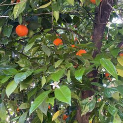Oranges And Grapefruit 
