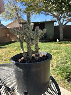 Cholla Cactus