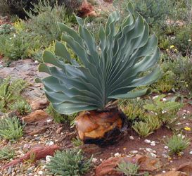 Boophane disticha