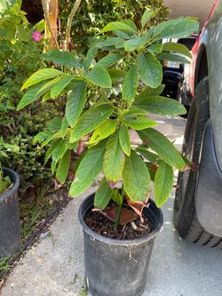 Potted Avocado Tree Plant