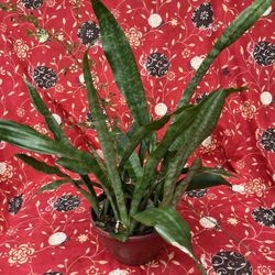 Snake Plant 