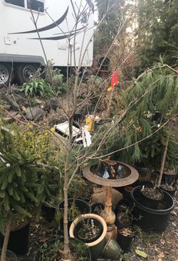 6’ ‘Rutgers Aurora’ dogwood tree