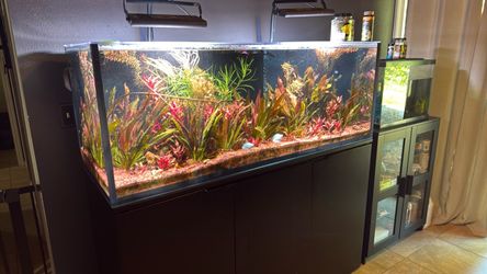 Black Mariner M130 Gallon Rimless Reef Tank - Eshopps           with stand and more