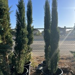 25 Gallon Italian Cypress Privacy 
