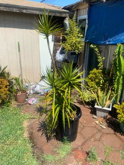 Planta