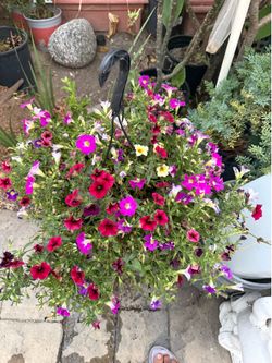 Petunia hanging flowering pot 10 each