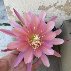 Epiphyllum Blooming Plant, In 1 Gallón Pot Pick Up Only