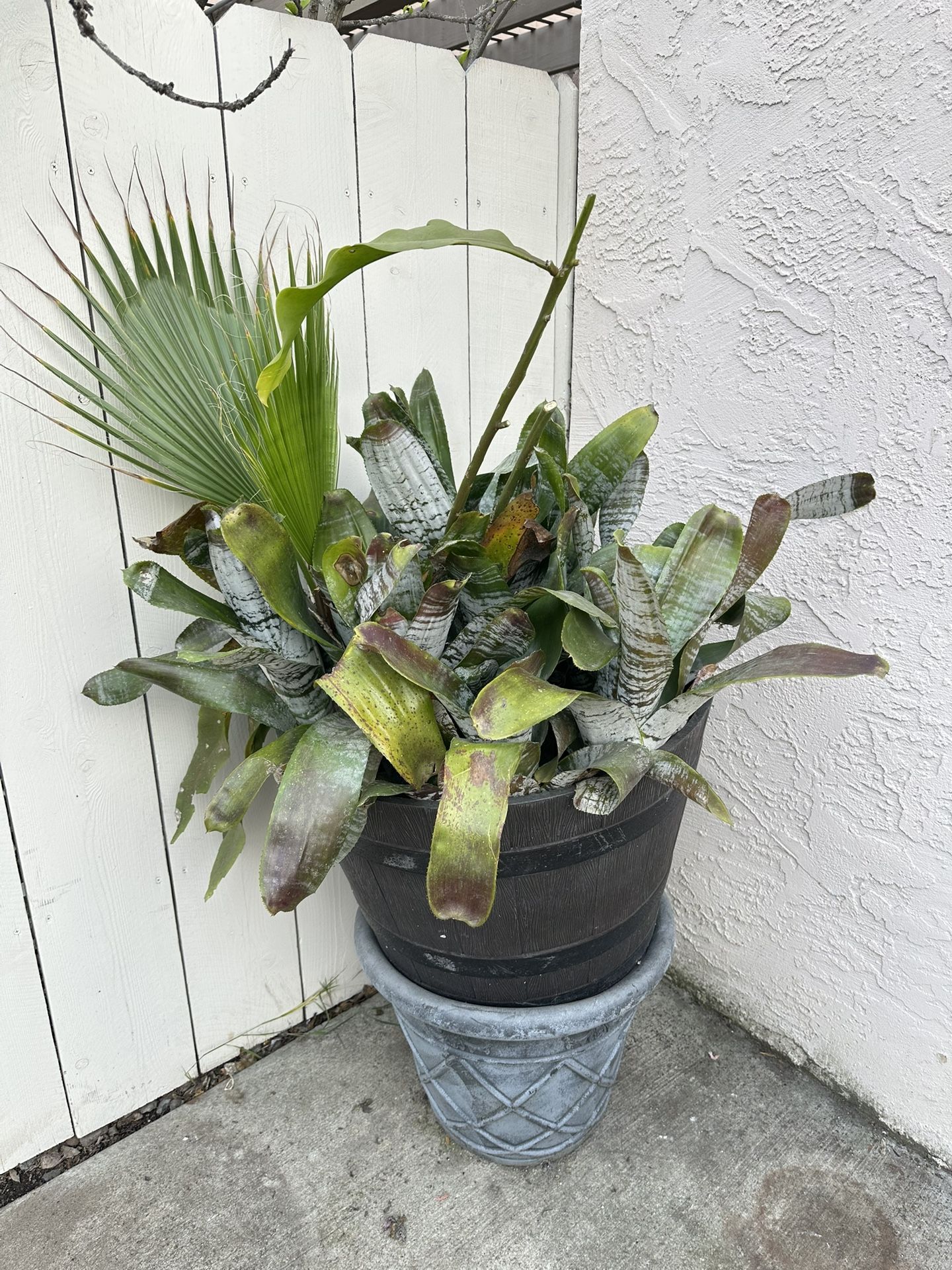 Free Plants, Pot