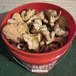 Fresh Chanterelles Mushrooms 