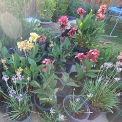 VARIOUS LANDSCAPING PLANTS FOR SALE 