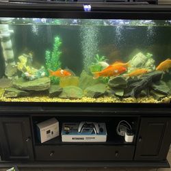 Fish Tank 