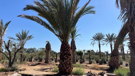 Palm trees