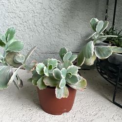 Kalanchoe Fedtschenkoi  Plant 