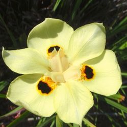 Walking Yellow Iris In 3gal 