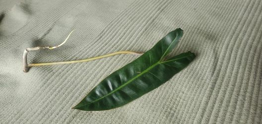 Philodendron Bilietia Cuttings