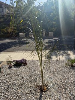 Queen Palm Tree