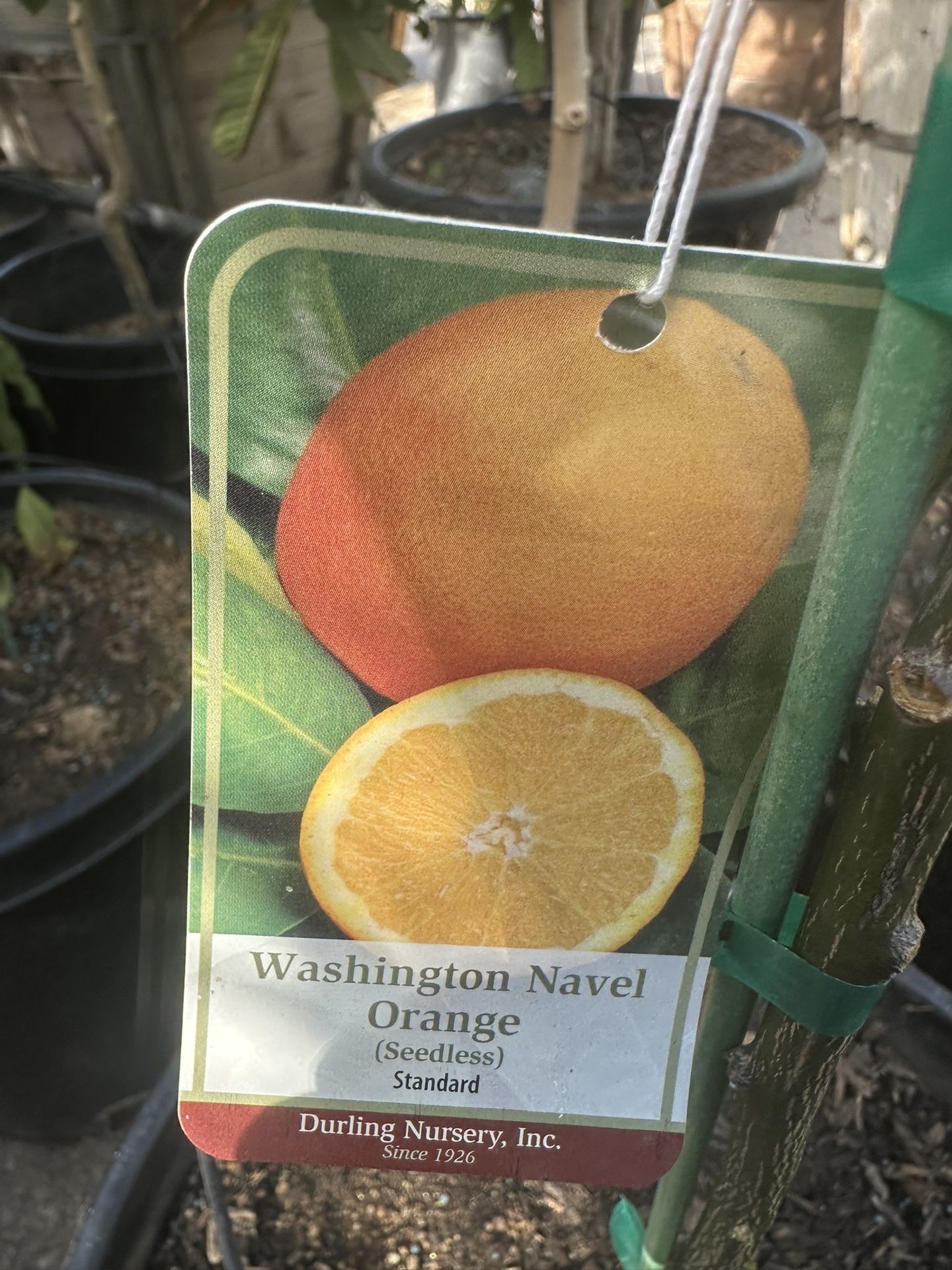 Washington Naval Orange Tree 15gal