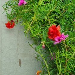 Chismes De Canasta Diferentes Colores 