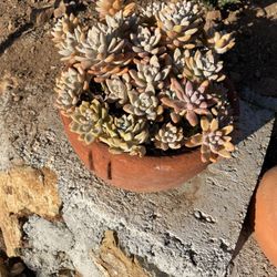 Live Succulent Amazing Looks Very  Healthy 