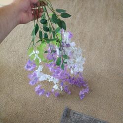 Wisteria Hanging Flowers 