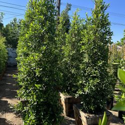 Ficus Nitida Indian Laurel Privacy Hedge