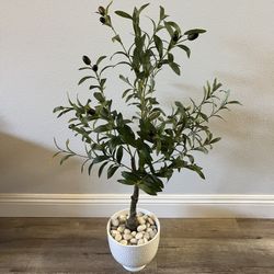 Olive Tree 3 Ft (UTC Area)