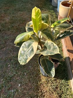 Rubber plant