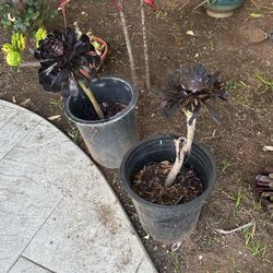 Black Rose Succulent 