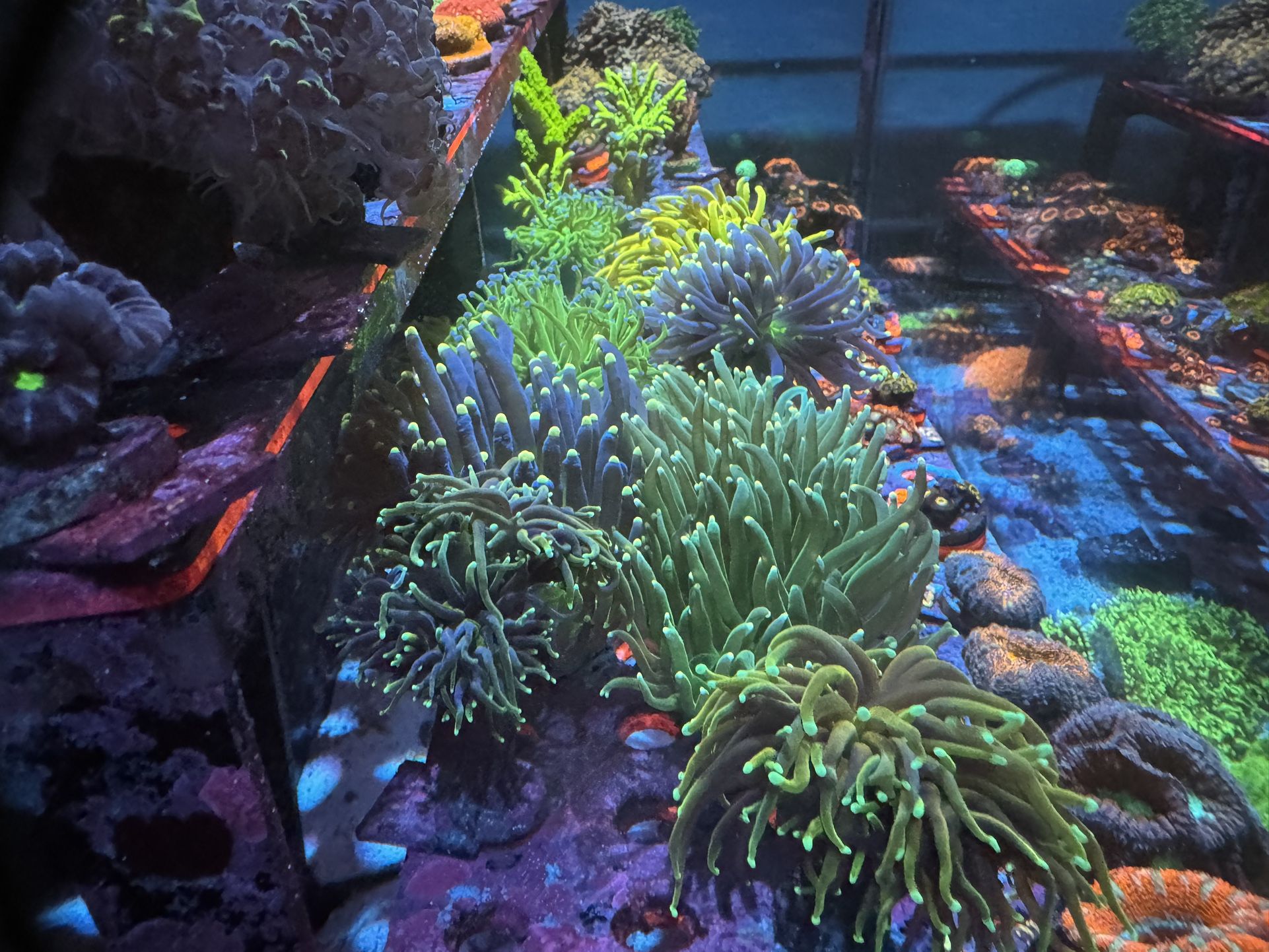 Awesome Marine Reef Fish Tank Decorations