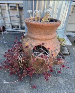Old garden pot with plants  (roughly 14 in tall)