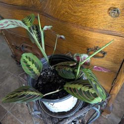 Healtly Prayer Plants