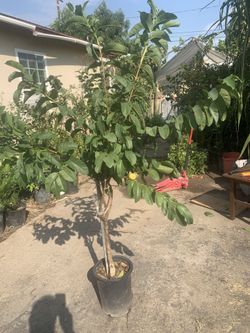 Guayabo Blanco