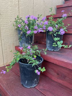 Purple Lantana Plants in Nursery Pots – Set of 3