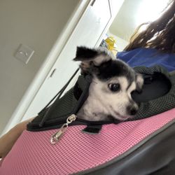 Dog Carrier 