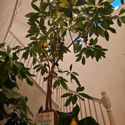 Avocado Trees - Two Stories Tall 