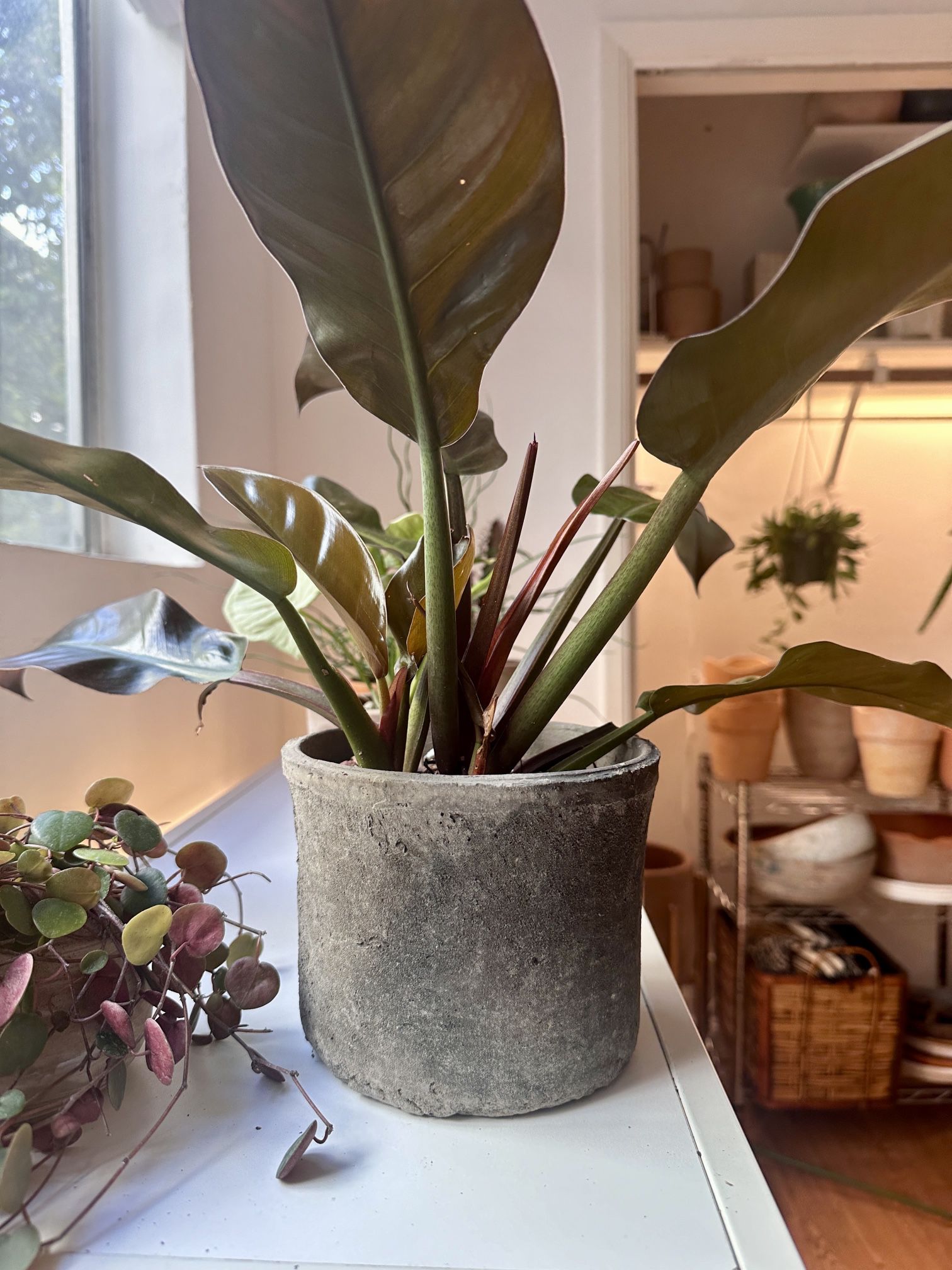 High End Plant Designs In Pots - Houseplants, Trees, Succulents, Cactus (Prices Vary!)