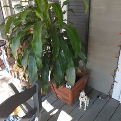 Big Tree Plant Plants Small Ones To