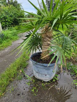 Old Man Palm