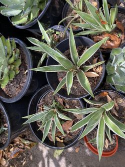Smooth Agave Plants
