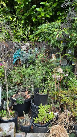 Japanese green bamboo