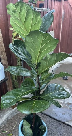 1 Monstera And 1 Fiddle Fig  Almost 5 Ft Tall..$110.00 Monstera And $85.00 Fiddle  Fig 