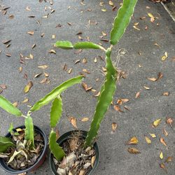Dragon Fruit Plants