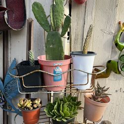 Plants And Stand 20 Dlrs 