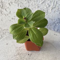 2 Inch Pot Succulent Plant Plectranthus Neochilus - Mike's Fuzzy Wuzzy - Blue Lobster -Rooted & Established - Drought Resistant 🪴 Baby Shower Wedding