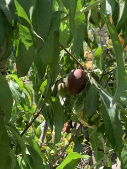 Nectarines Arctic White Queen