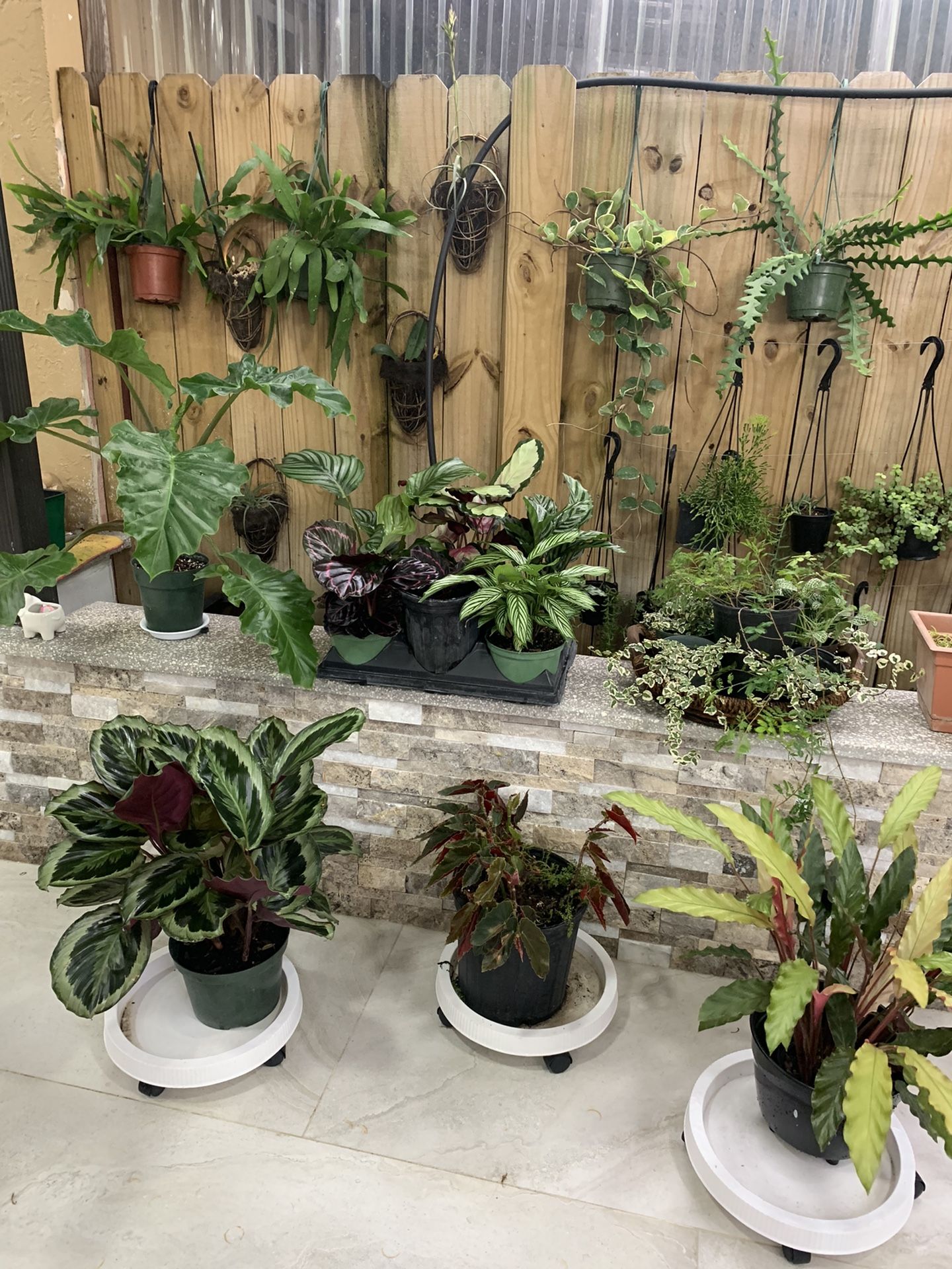 Exotic Plants…live Plants/ Indoor And Outdoor Plants/ Home Decoration