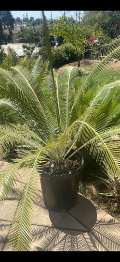 Dioon Merolae Golden